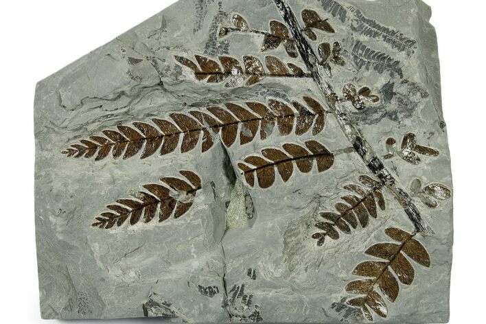 Carboniferous Fossil Fern (Lescurofiteris) - France #383548